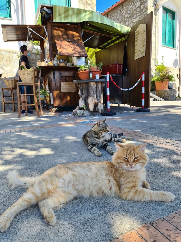 In primo piano ci sono un gatto rosso ed un gatto tigrato sdraiati per terra, sullo sfondo si vede un chiosco in legno.